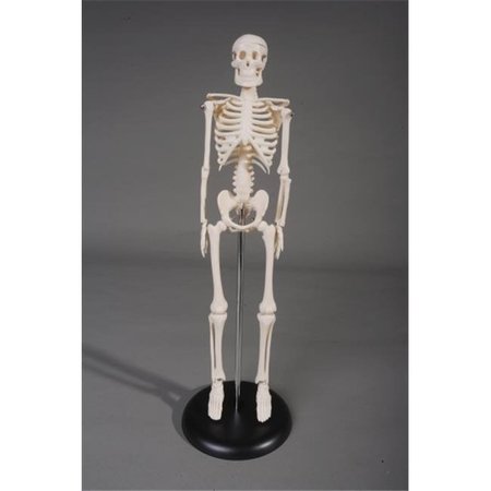 SKELETONS AND MORE Skeletons and More SM142 17 in. Tiny in. Harvey Skeleton SM142